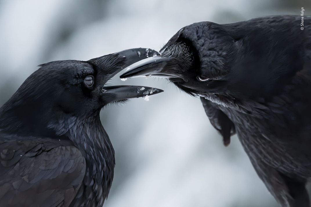 Two large black ravens with their bills open against white snow