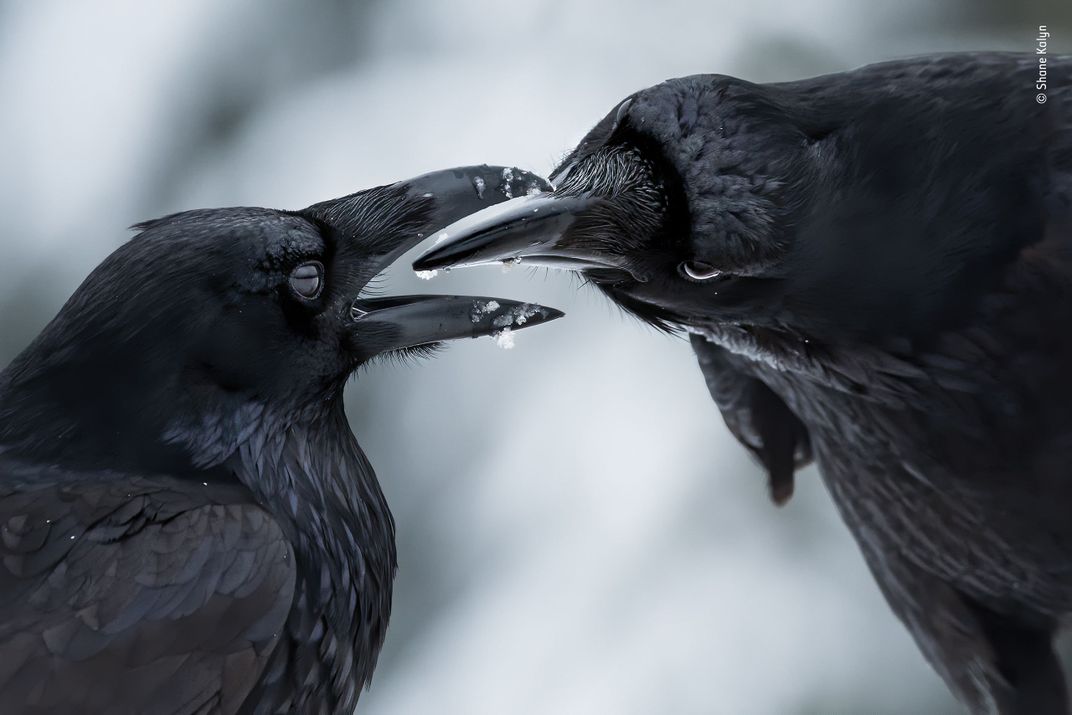 Ten Breathtaking Images From the 2021 Nature Wildlife Photographer of the Year Awards