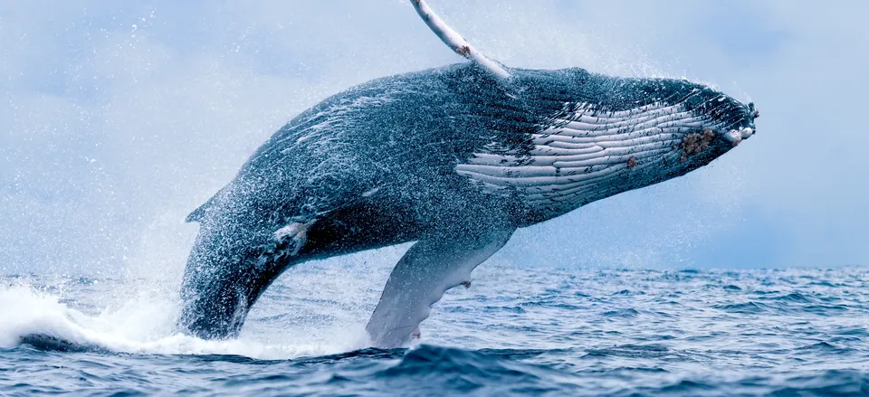  Breaching humpback whale 