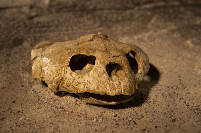 A fossil sea turtle skull excavated from Angola’s coastal cliffs. A cast of this fossil will be featured in “Sea Monsters Unearthed,” opening November 9 at the Smithsonian's National Museum of Natural History. (Hillsman S. Jackson, Southern Methodist University)