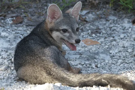 The adult male fox was evaluated by veterinarians and released three days later into the Laguna Colombia State Reserve, where conservationist Rafael Chac&oacute;n snapped additional photos.