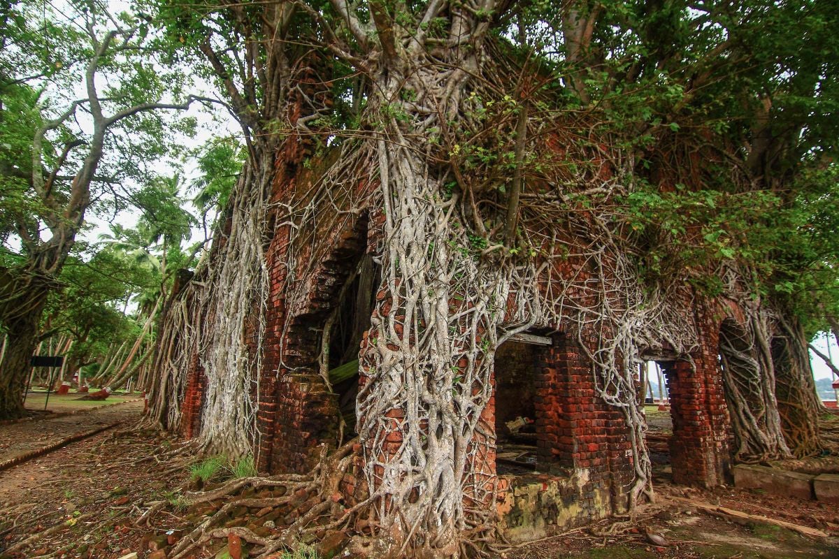 Ross Island banyan roots