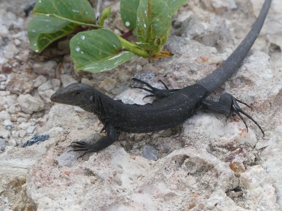 Small black lizard on limestone next to green leaves