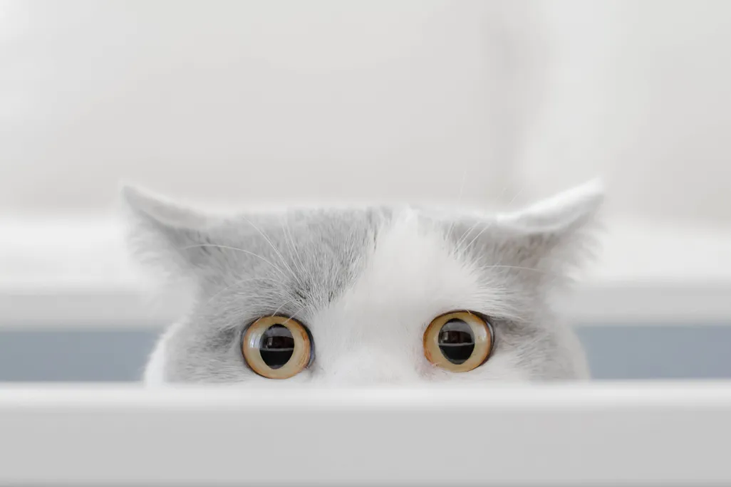 A grey and white cat looking at the camera peaks out of a box with its ears pointed back