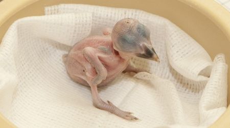 The Smithsonian's new male Micronesian kingfisher was on born Aug. 20