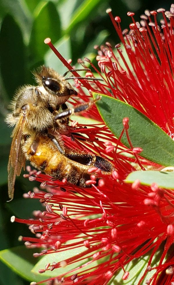 Honeybee on brush flower thumbnail