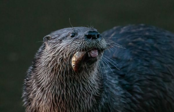 North American River Otter and Fish thumbnail