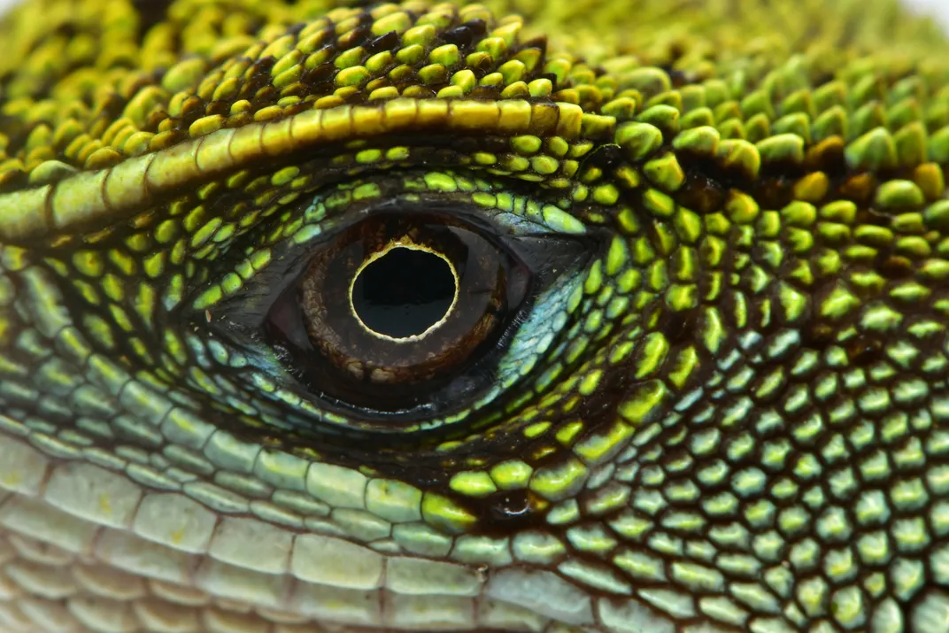 eye of a lizard with just the eye and surrounding scales visible