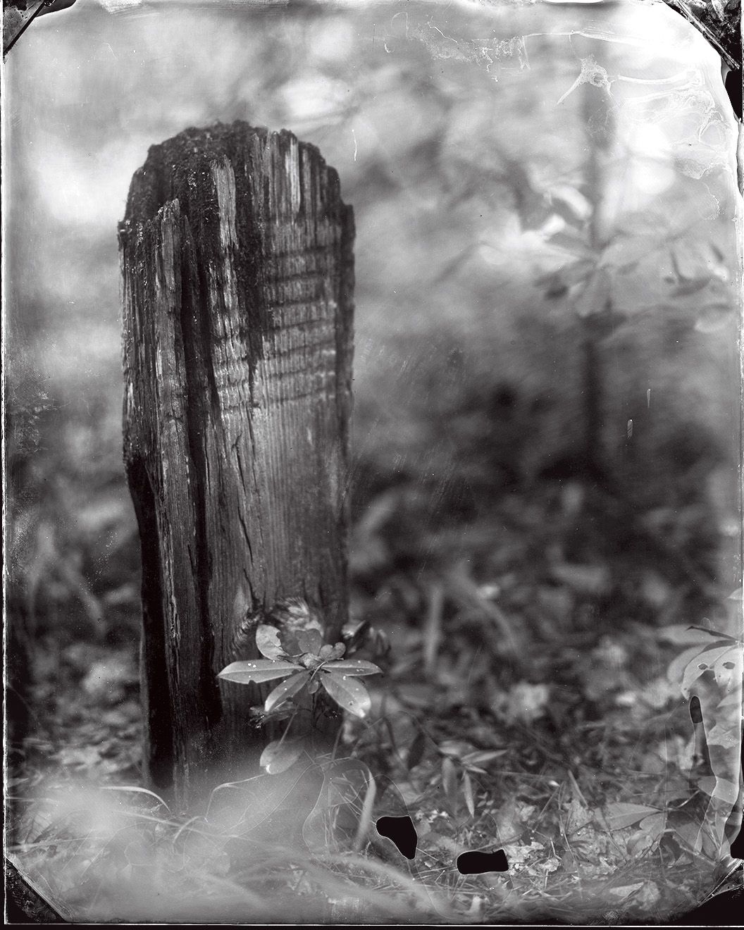 A wooden grave marker