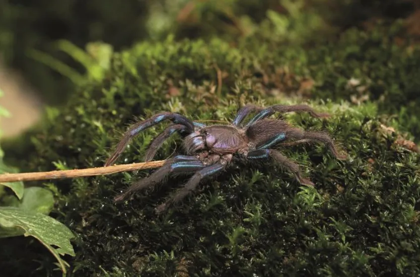 Turquoise-Tinted Tarantula Discovered in Sri Lanka