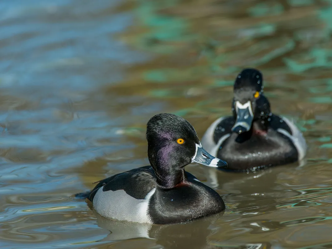 Ring-necked ducks