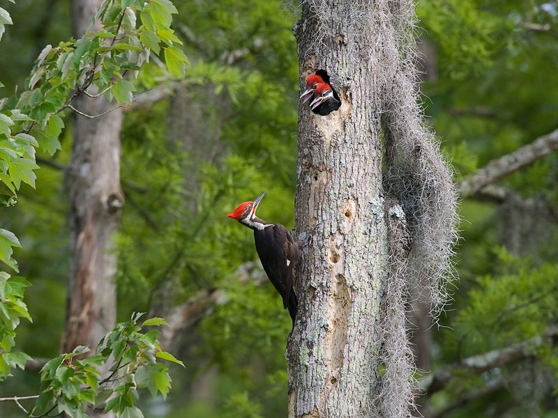 Often mistaken for a sighting of the believed to be extinct Ivory