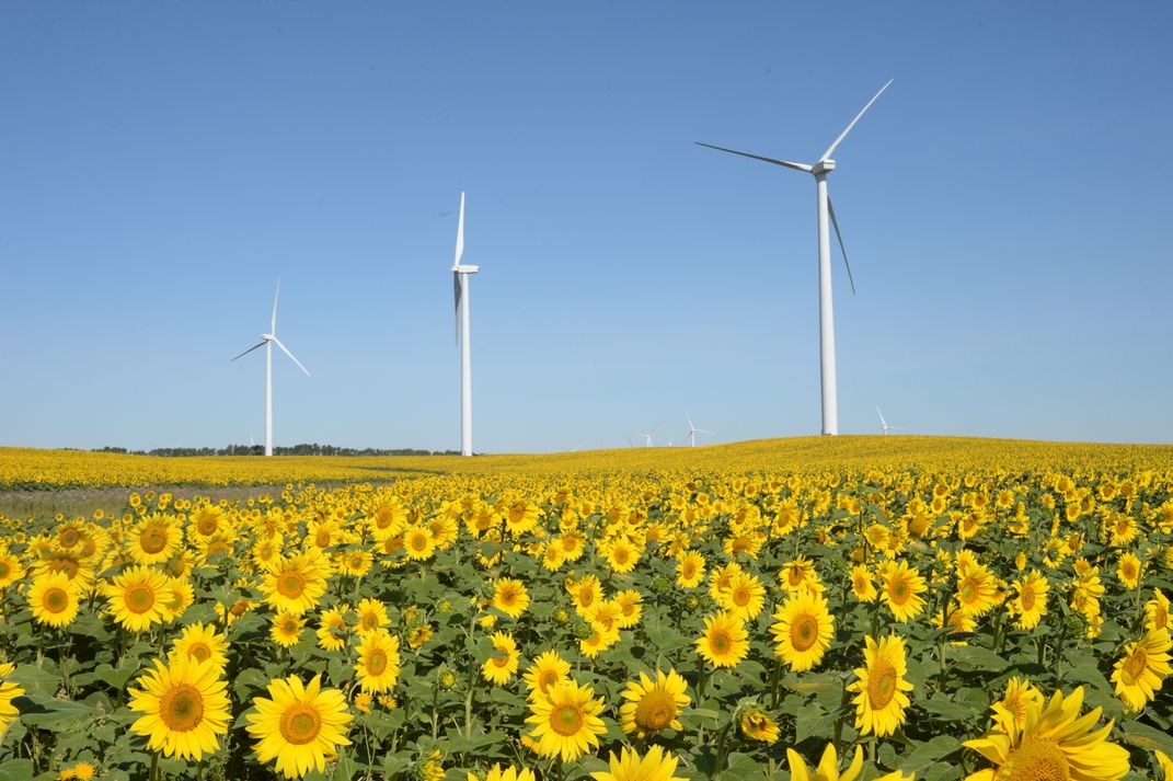 Sunflowers in North Dakota