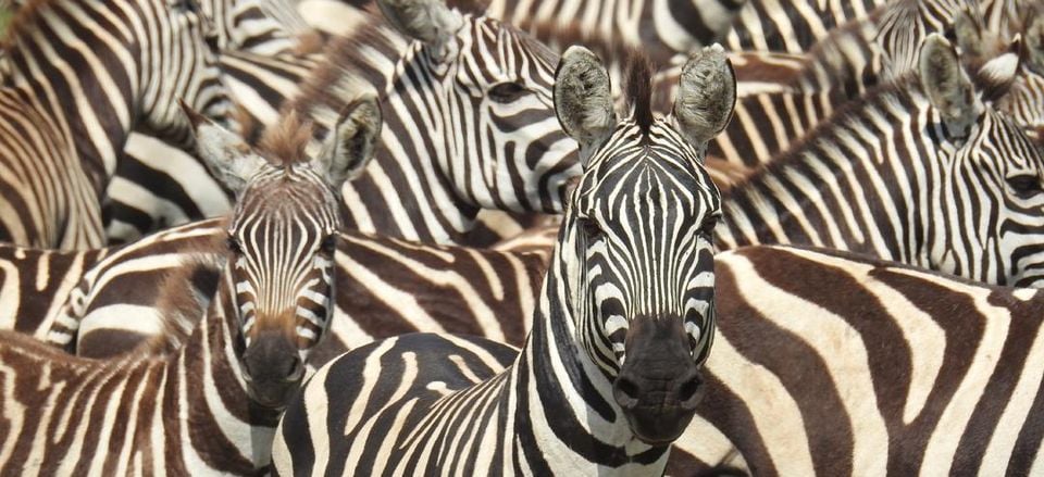  Up-close view of zebras. Credit: Kirt Kempter