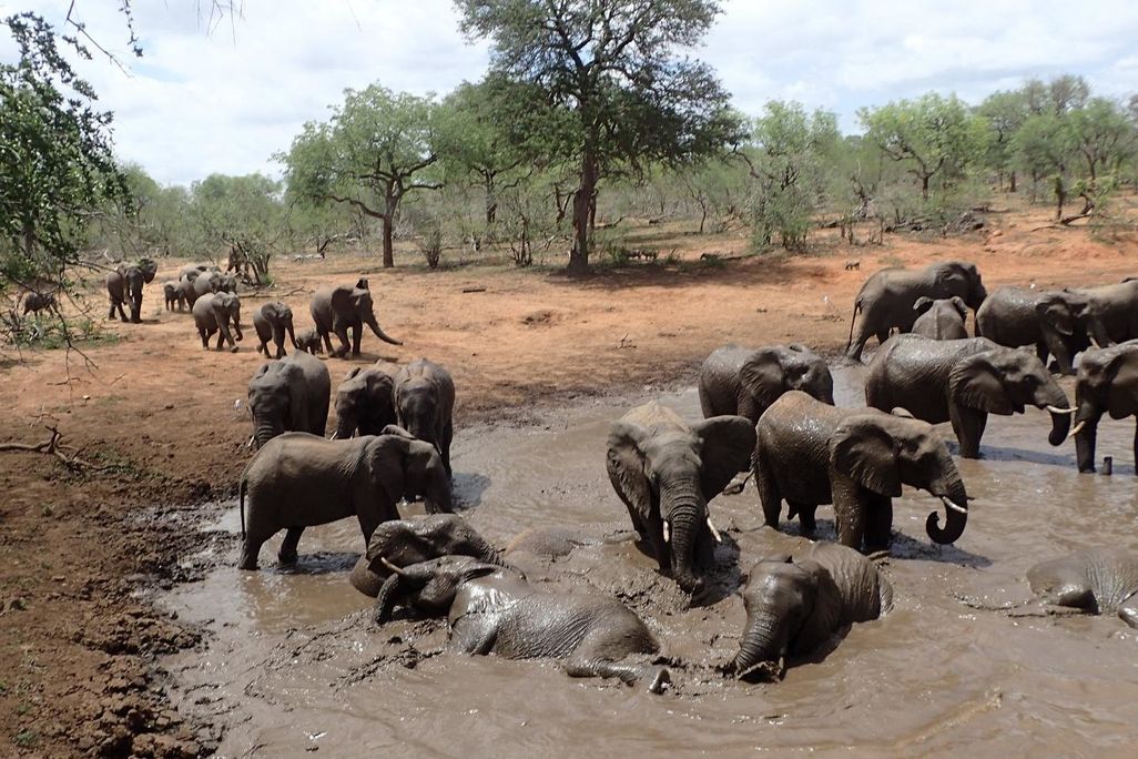 Elephants Watering Hole