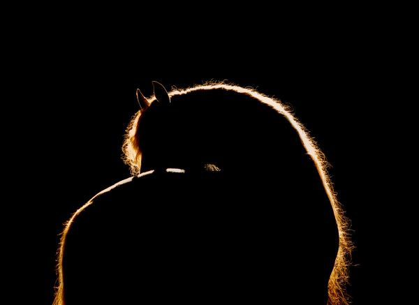 Golden Glow Equine Silhouette thumbnail