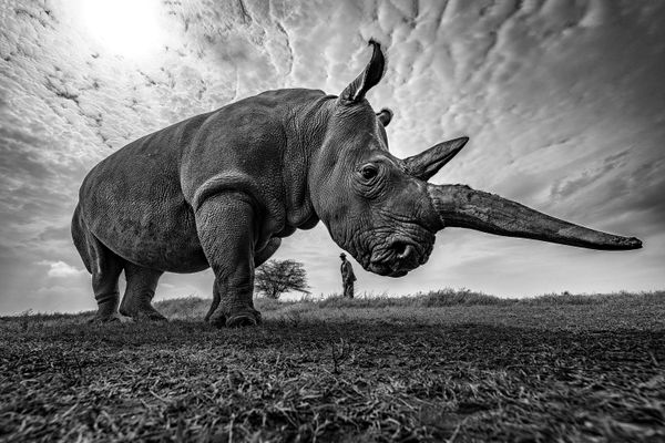 Northern White Rhino: A Species on the Brink thumbnail