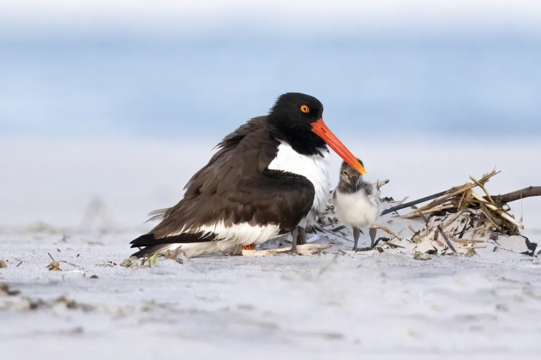 10 - A mama oystercatcher tends to her chick near the shoreline.