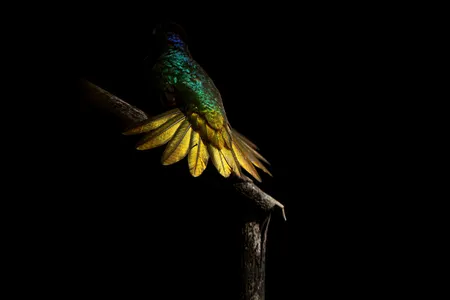 The finished national anthem included the calls of 41 birds.