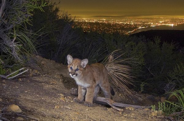 Cougar Kitten Prowls Above Los Angeles thumbnail