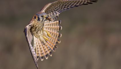 See Stunning Images of Female Birds, Often Overlooked by Wildlife Photographers