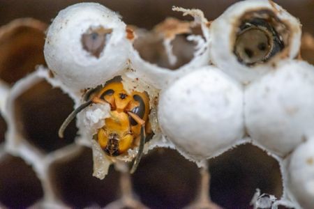 A view inside the Asian giant hornet nest that Washington State entomologists destroyed last month.