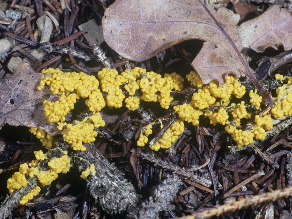 slime mold