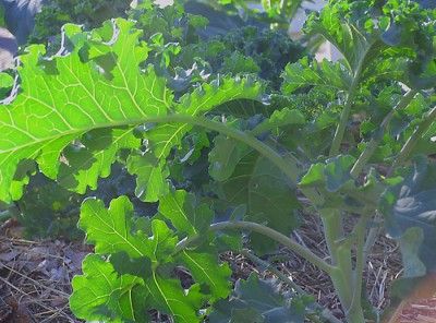 20110520090157kale-400x296.jpg