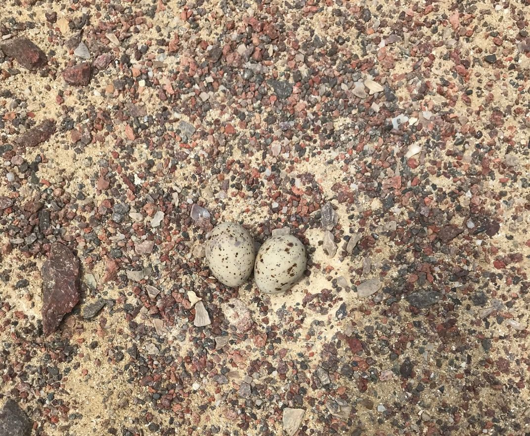 Two small, spotted Peruvian tern eggs lay in a shallow nest on the sandy, rocky bare ground in Peru's Paracas National Reserve.