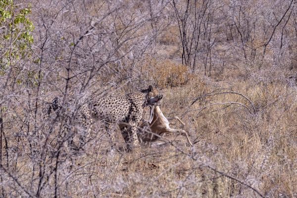 A springbok caught by a cheetah thumbnail