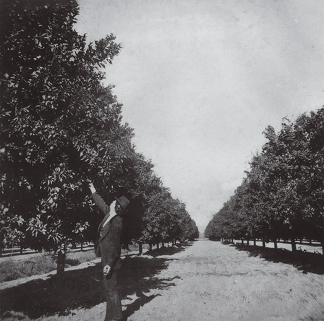 un homme cueille des fruits sur un arbre