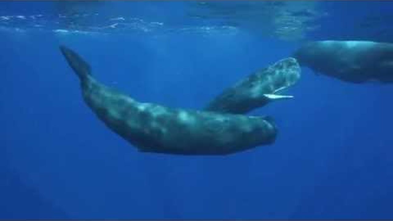 Preview thumbnail for The Sounds of the Sperm Whale