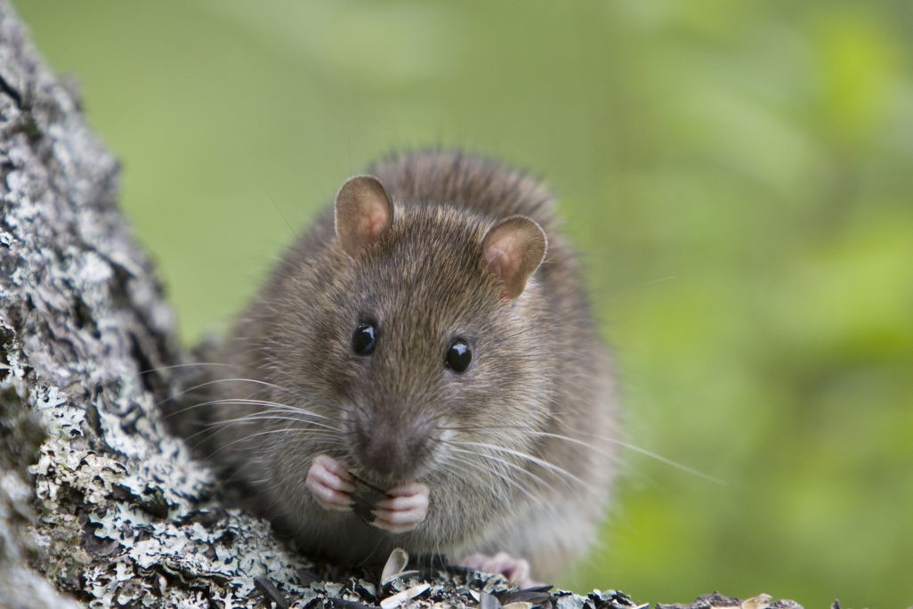 04_24_2014_rat.jpg