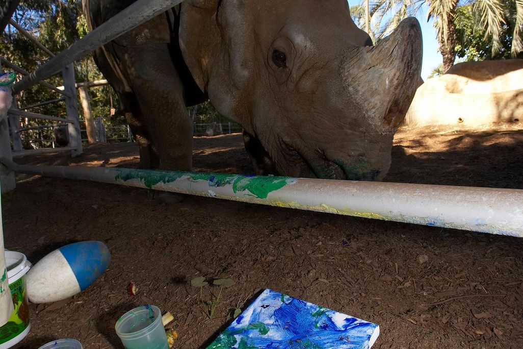 paintingrhino3.jpg
