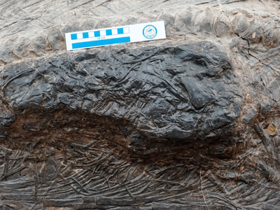 The stomach of a 15-foot fossil ichthyosaur excavated in China contained this massive chunk of another large marine reptile. The ichthyosaur swallowed its prey shortly before it died and was fossilized. 


