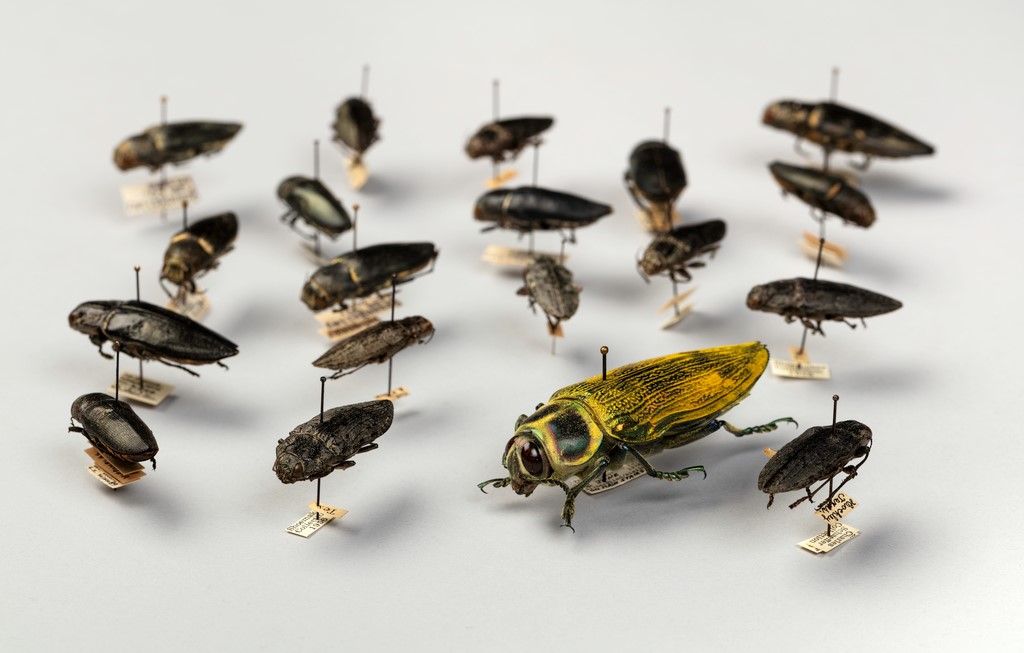 Nineteen preserved insects pinned to a white container