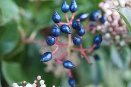 Viburnum titus is a common landscaping plant in Europe and the United States, but its blue fruits hadn't been closely studied until now.