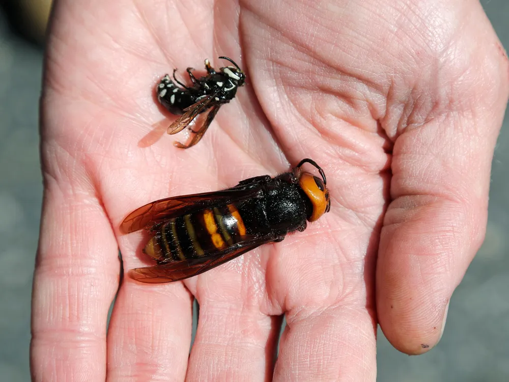 Asian giant hornet and bald-faced hornet