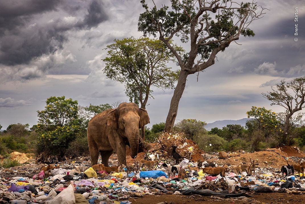 A male elephant kicks over a pile of trash at a garbage dump with several dogs also running through the refuse