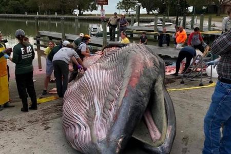A 38-foot male whale washed up along Sandy Key in the Florida Everglades in January 2019. Researchers have now determined that the whale is a member of a previously unknown species they've dubbed Rice's whale. A necropsy revealed a 3-inch hunk of plastic lodged in its gut that may have contributed to its demise.