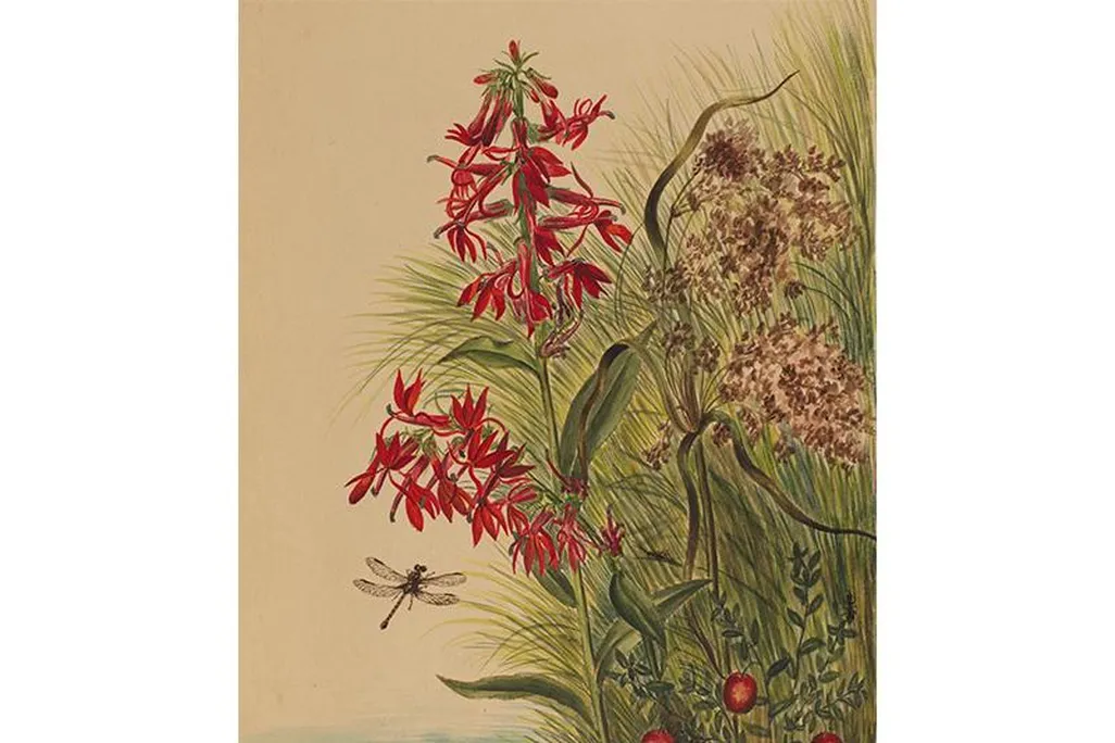 Cardinal flower