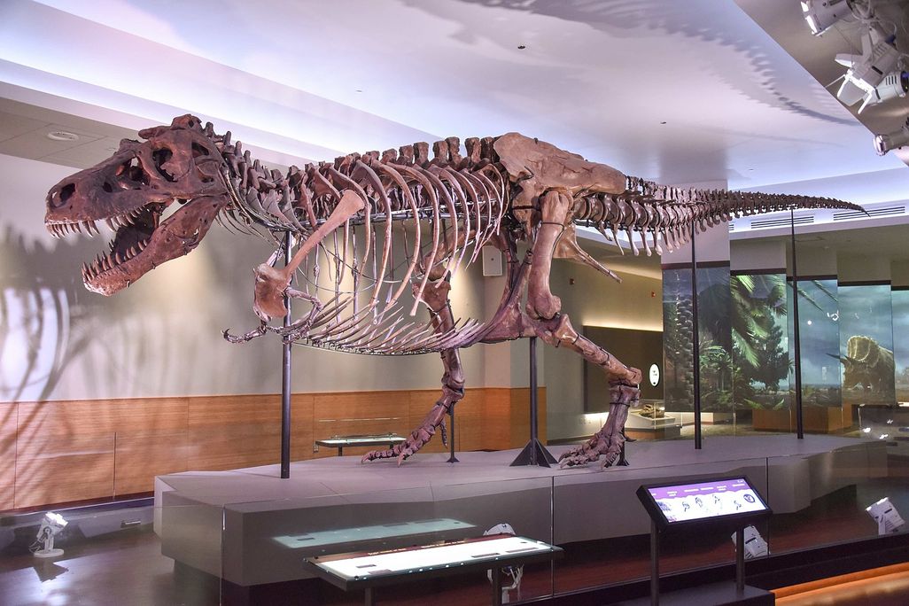 A photo of the Tyrannosaurus Rex specimen at the Field Museum of Natural History in Chicago, IL