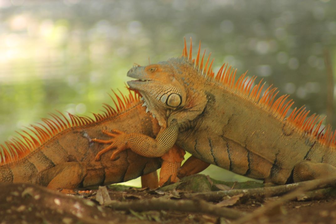 Male Green Iguanas Fighting By Pond 