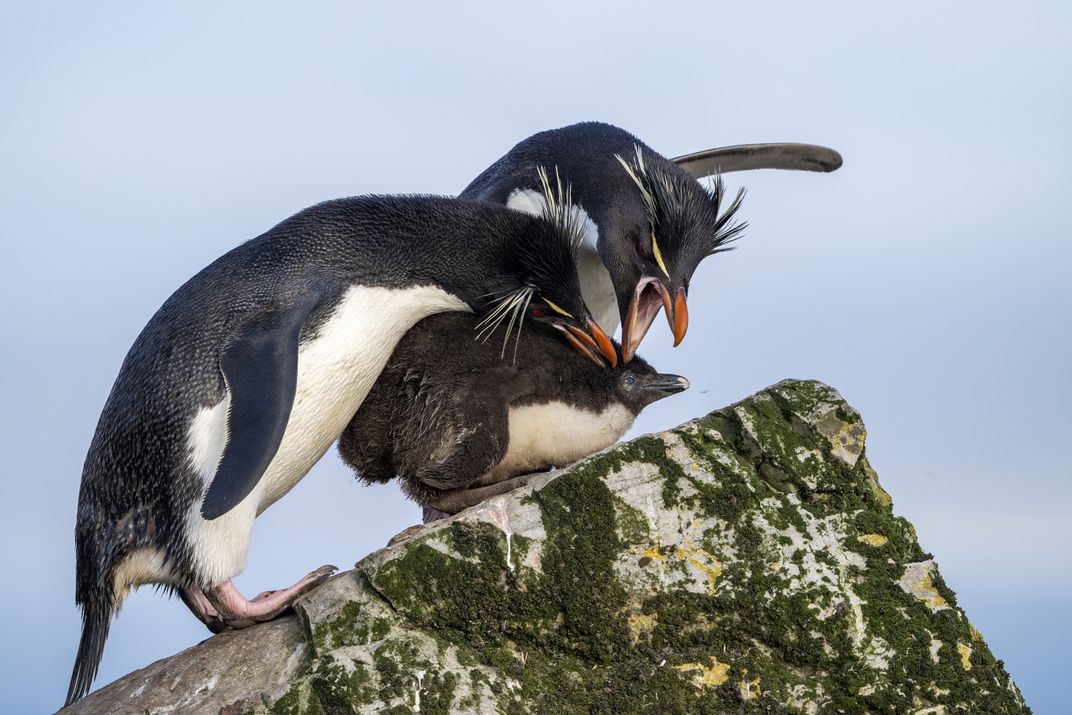 Mated southern rockhoppers reinforce their bond with their chick. The pairs of this species return to each other to produce new chicks, year after year.