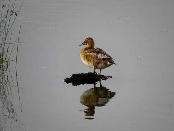 Canvasback Reflection thumbnail