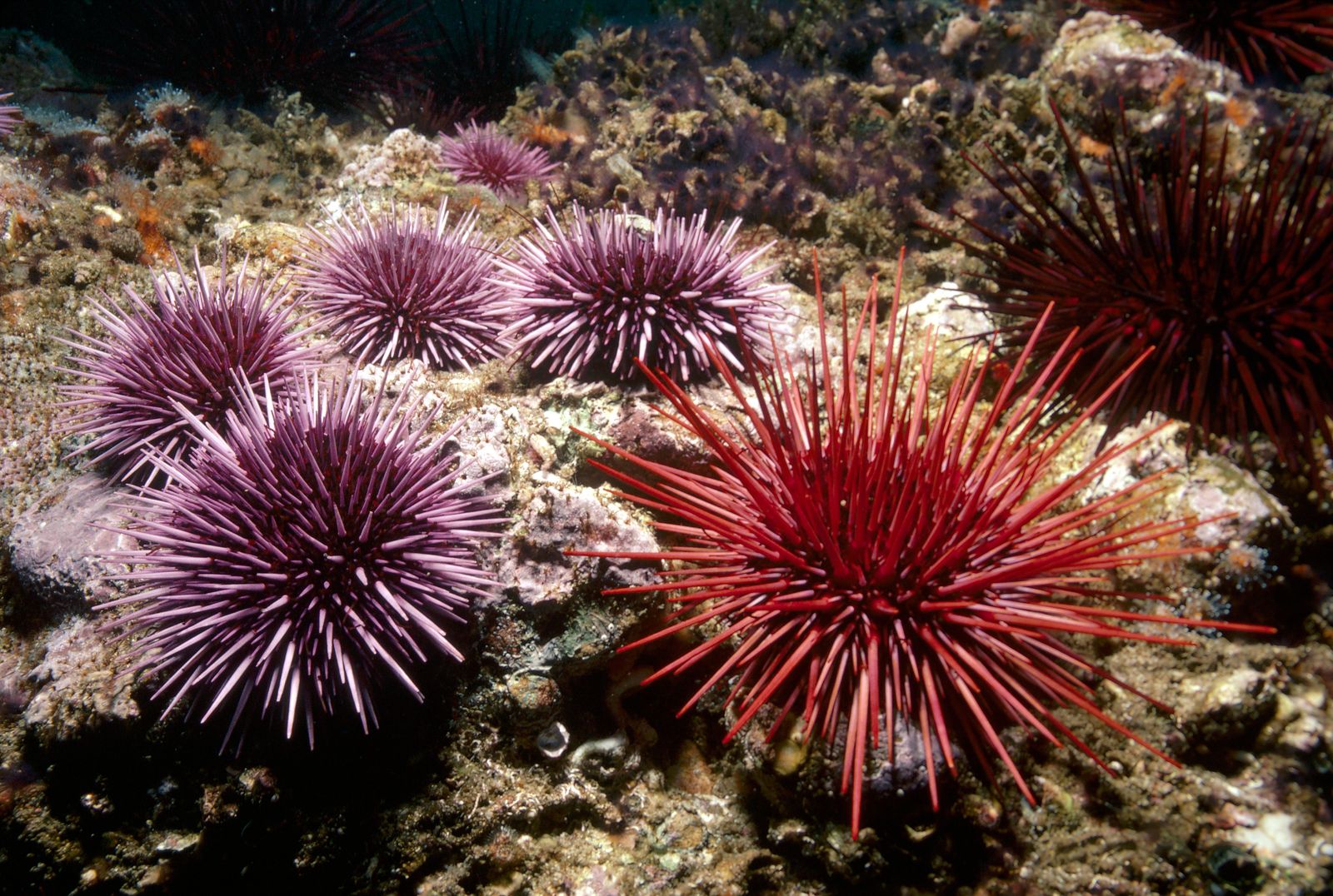 Pacific urchins: Covid delayed purple urchin removal, but hope as