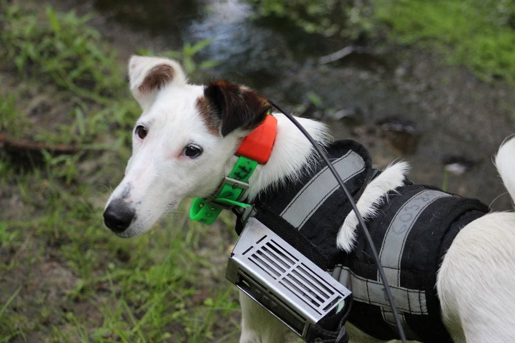GPS Terrier