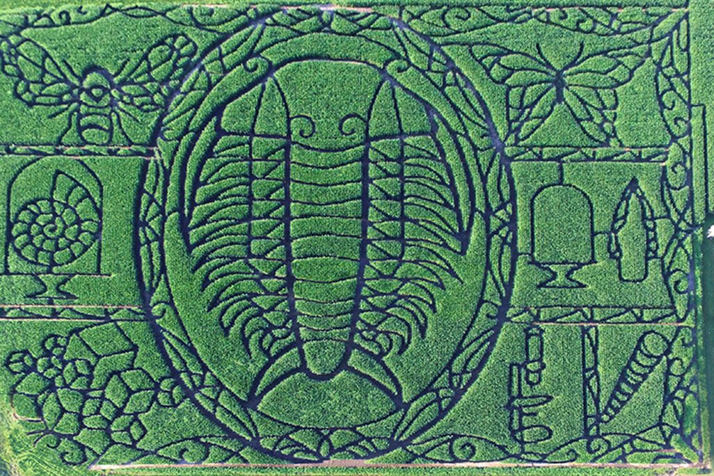 Trilobite Maze