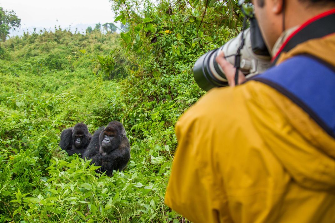 Spotting a group of gorillas in Volcanoes National Park