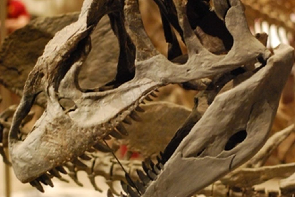 20110520083321Allosaurus-National-Museum.jpg